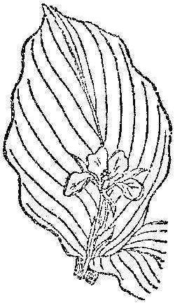 山柰